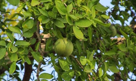 The Bilva (Pohon Maja): Shiva’s Tree in Java and Bali