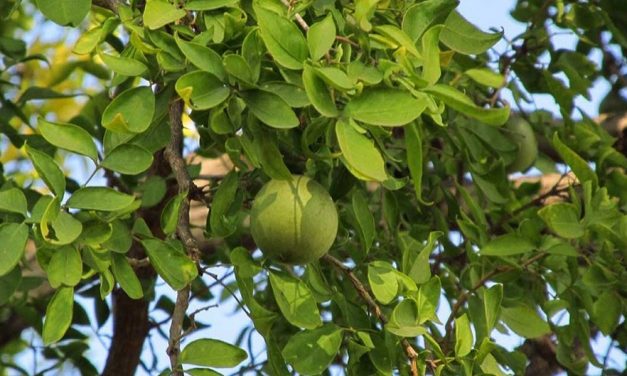 The Bilva (Pohon Maja): Shiva’s Tree in Java and Bali