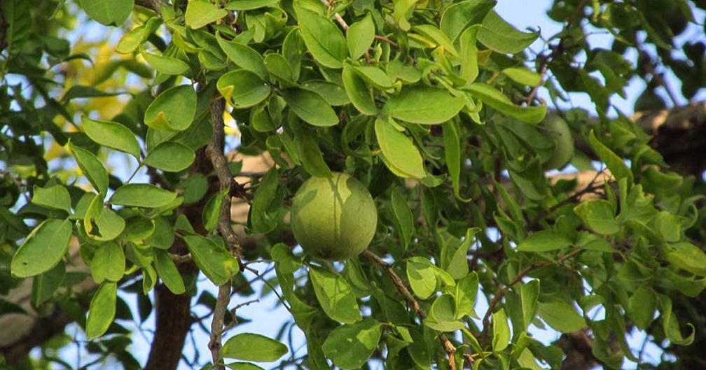 The Bilva (Pohon Maja): Shiva's Tree in Java and Bali 1