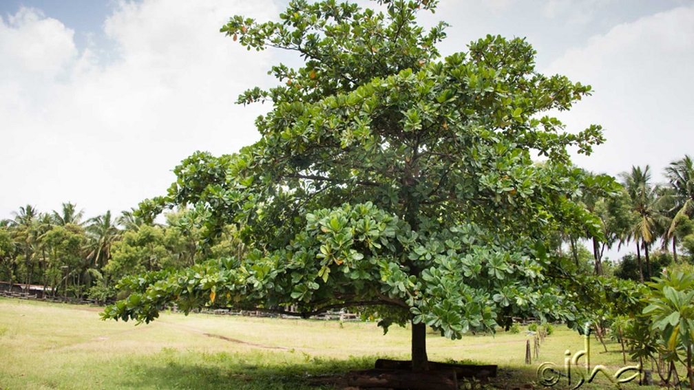 The Bilva (Pohon Maja): Shiva's Tree in Java and Bali 5