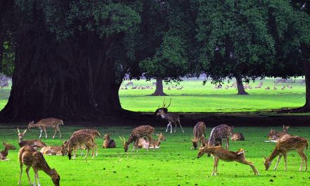 The Types of Natural Environments according to Hindu Shastras